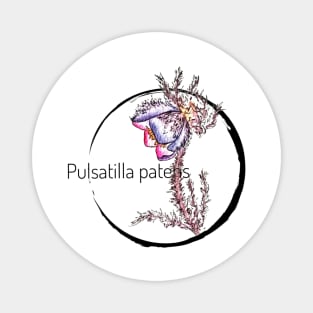 Pulsatilla patens watercolor flower Magnet